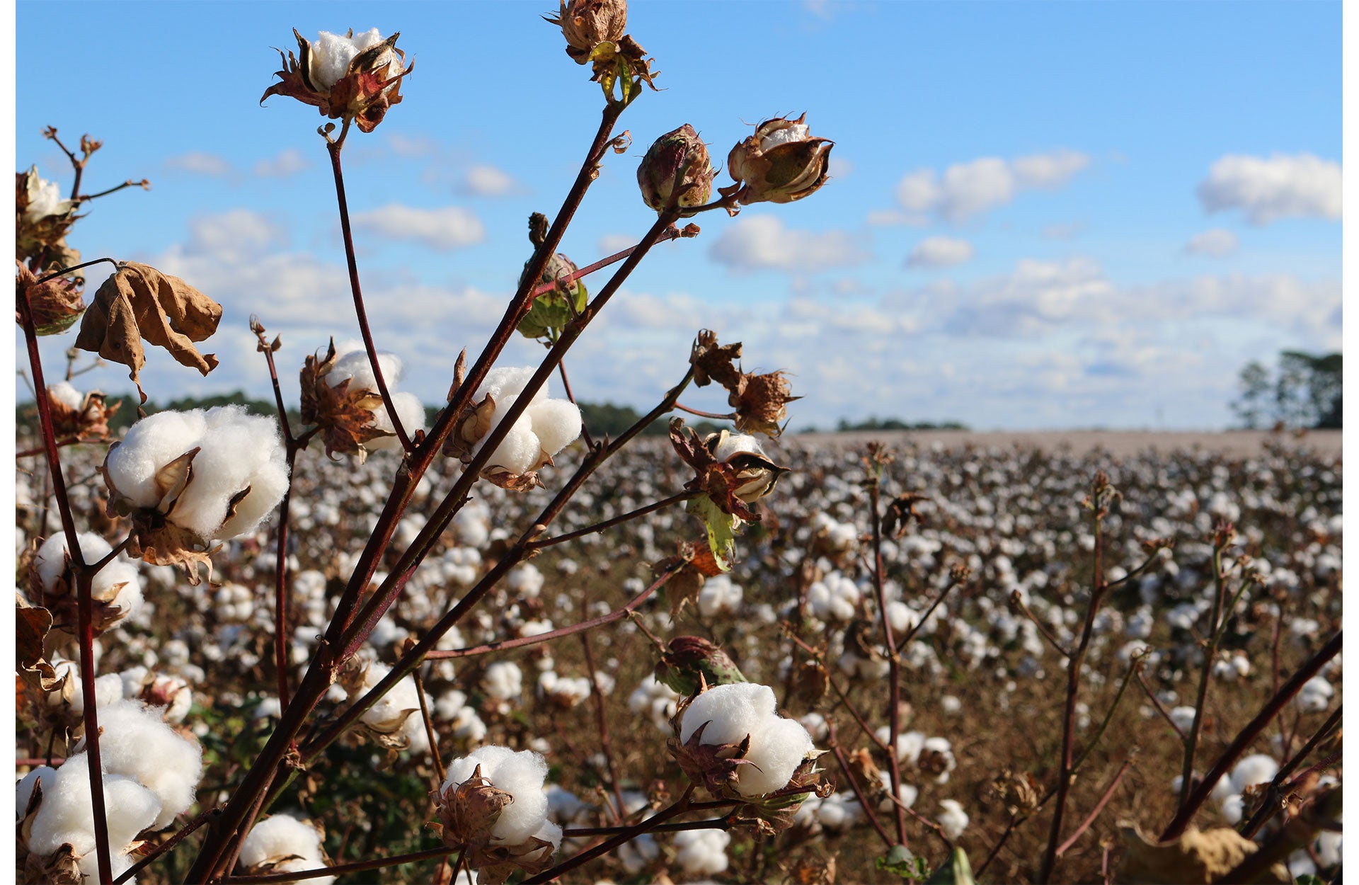 What is cupro and how sustainable is it?