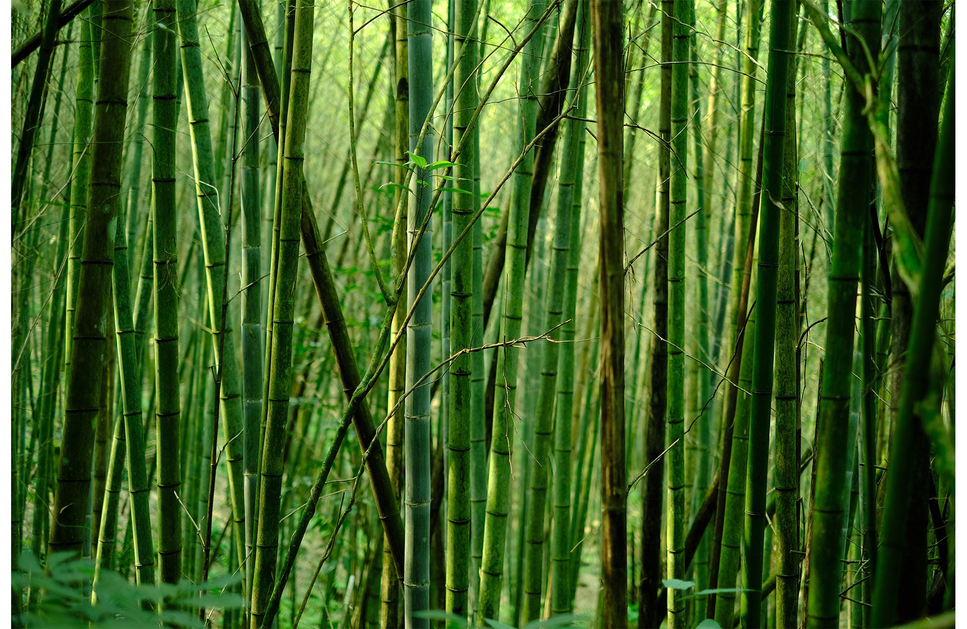 Is Bamboo Fabric Sustainable? Our In Depth Guide