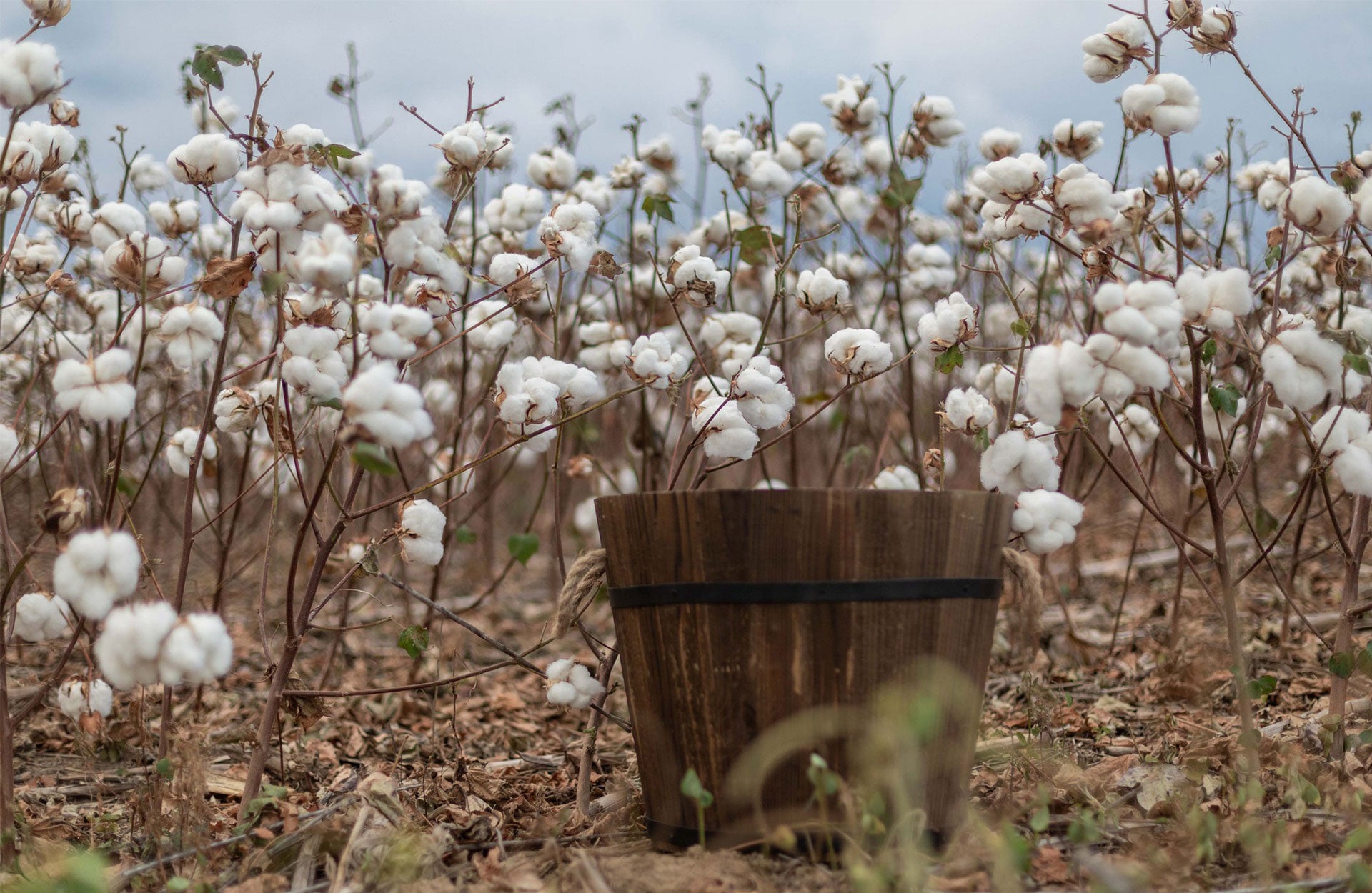 What Is Organic Cotton and Why You Should Buy It?