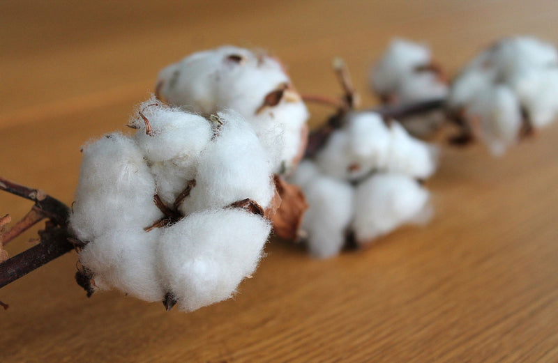 What Exactly Is Cotton? Your Guide To How It’s Made, Cotton Properties, & The Different Types Of Cotton Too!